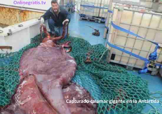 Calamar gigante vivo