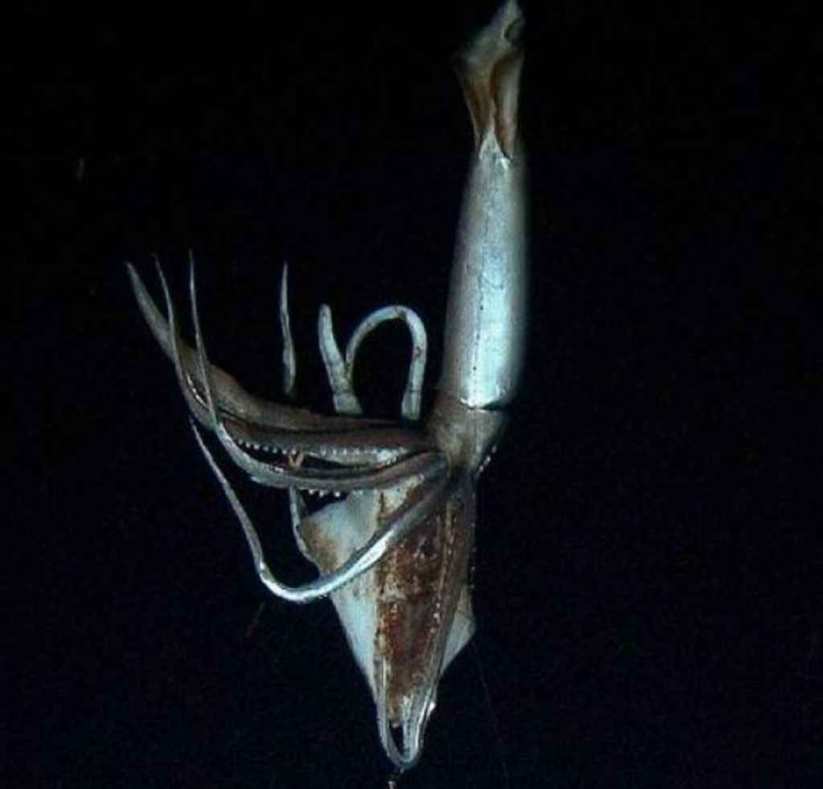 Fotografiado calamar gigante
