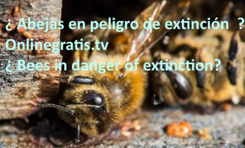 abejas-en-peligro-de-extincion.jpg