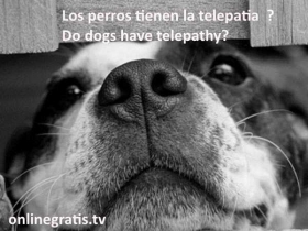 perros-tienen-telepatia.jpg