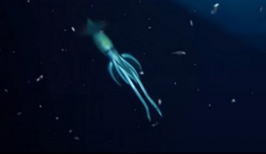 Enorme-calamar-volador-encontrado-en-el-Mar-Rojo.jpg
