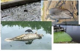 Algas-toxicas-matan-a-cientos-de-Animales-Florida.jpg