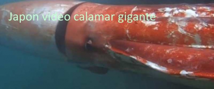 japon-calamar-gigante.jpg