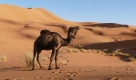 Marruecos-Un-Viaje-Inolvidable-al-Corazpn-del-Desierto.jpg