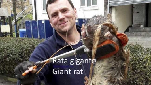 giant-rat.jpg
