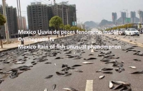 mexico-lluvia-de-peces.jpg