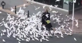 Bandadas-de-Palomas-hambrientas-Benidorm.jpg
