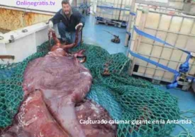Calamar-gigante.jpg