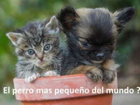 El-perro-mas-pequeno-del-mundo.jpg