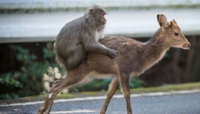 macacos-japoneses.jpg