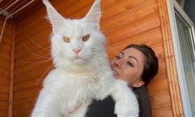 mujer-compro-un-gatito-que-ha-crecido.jpg