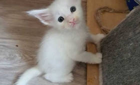 mujer-compro-un-gatito-que-ha-crecido2.jpg