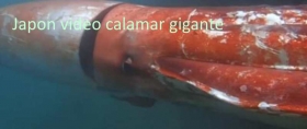 japon-calamar-gigante.jpg