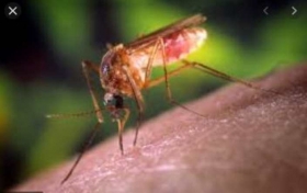 Como-hacerse-invisible-para-los-mosquitos.jpg