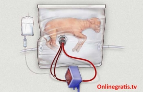 Utero-Artificial.jpg