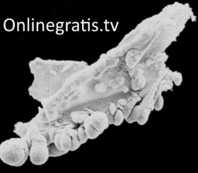 organismo-extraterrestre.jpg