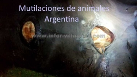 Mutilaciones-animales.jpg