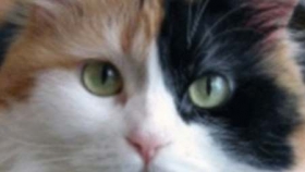 gatos.jpg