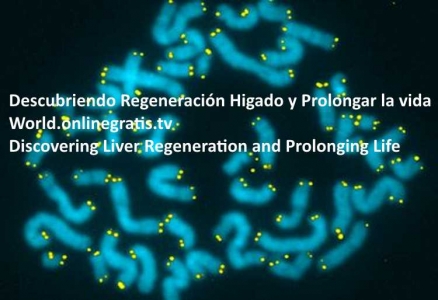 Telomerasa-higado.jpg