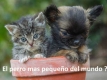 El-perro-mas-pequeno-del-mundo.jpg