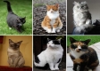 Las-caras-de-los-gatos-expresan-lo-que-sienten.jpg