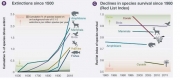 Sexta-extincion-en-masa-de-plantas-y-animales-2.jpg
