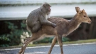 macacos-japoneses.jpg