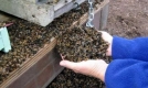 El-destino-de-la-humanidad-depende-de-las-Abejas.jpg