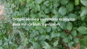 Ortigas-abono-y-insecticida-ecologico-mosca-blanca-pulgones.jpg