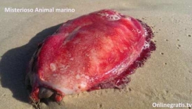 Misterioso-Animal-marino.jpg