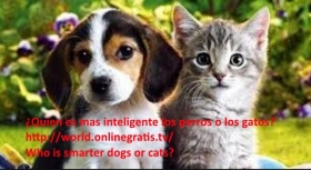 Quien-es-mas-inteligente-perros-o-gatos.jpg
