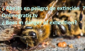 abejas-en-peligro-de-extincion.jpg