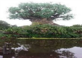 arboles-y-plantas-escuchan-y-tambien-hablan.jpg