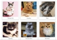 Los-gatos-mas-famosos-de-Instagram.jpg