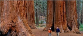 arbol-secuoyas.jpg