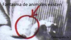 fantasmas-animales.jpg