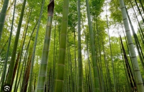Plantar-bambu.jpg