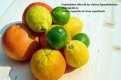Propiedades-utiles-de-los-citricos-Superalimentos.jpg