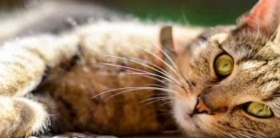 vacuna-contra-la-alergia-de-los-gatos.jpg