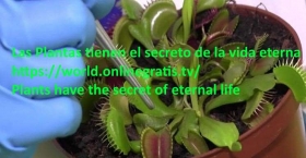 Plantas-tienen-el-secreto-de-la-vida-eterna.jpg