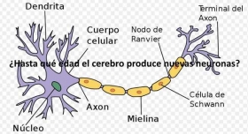 Hasta-que-edad-el-cerebro-produce-nuevas-neuronas.jpg
