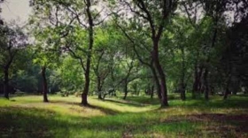 Los-parque-con-arboles-ayudan-con-el-estres.jpg